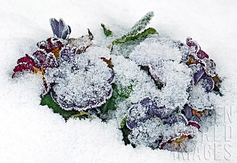 Purple_Primulas_covered_in_snow
