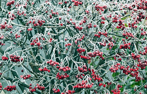 Frosted_red_berries