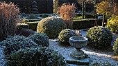 Shaped buxus hedging ornate container in frost