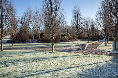 Arboretum_of_frosted_trees