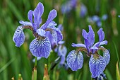Iris Sibirica Perry`s Blue