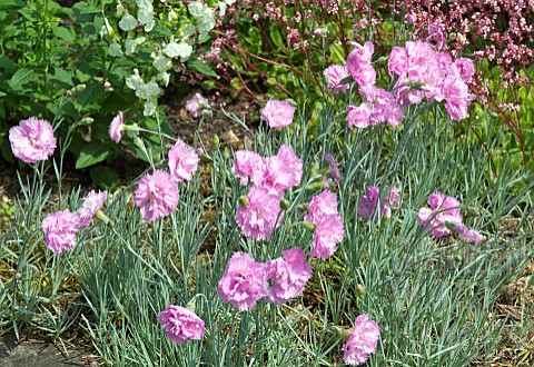 Dianthus_Pikes_Pink_Alpine_Pink_Carnation_Pink