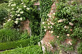 Brick wall with climbing rose Rosa Phyllis Bide and Climbing Hydrangea Anomola Petiolaris