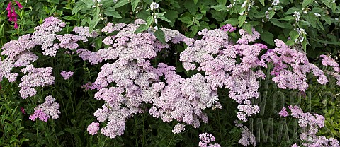 Achillea_Forncett_Candy_Yarrow_profusion_of_pale_pink_flowerheads_at_Wollerton_Old_Hall_NGS_Market_D