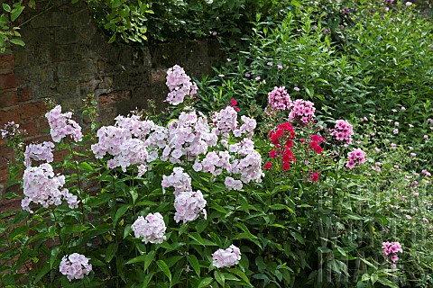 Phlox_paniculata_border_of_mixed_colours_pale_pink_to_deep_red