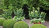 Terracotta Containers with White Petunia Blanket and Hydrangea paniculata