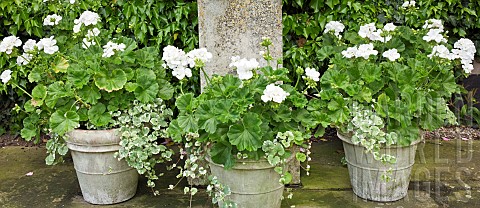 Ornate_stone_urns_in_group_with_single_white_themed_colour_of_Pelagonium_Geranium