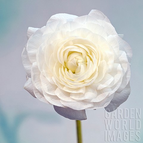 Ranunculus_White_double_white_flowers