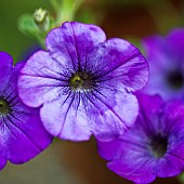Annual, Petunia Atomic Blue