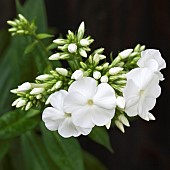 Phlox paniculata White Admiral