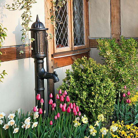 Cottage_garden_with_spring_flowering_bulbs_including_Tulips