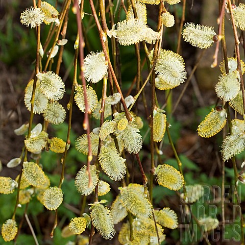 Salix_Willow_deciduous_tree_catkins_with_yellow_anthers_in_early_spring_garden_March_Cannock_Wood_Vi