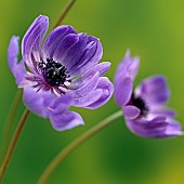 Anemone coronaria (Windflower) erect perennial lavender-blue flowerheads at  High Meadow Garden Cannock Wood Staffordshire England UK