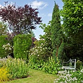 Borders of herbaceous perennials backed by mature trees