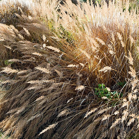 Stunning_Ornamental_Grasses