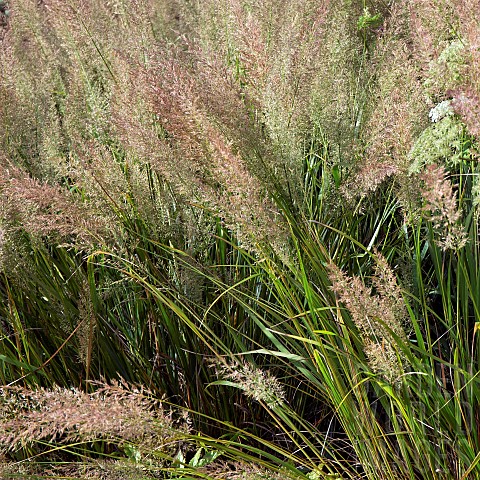 Pennisetum_orientale_Ornamental_Grasses