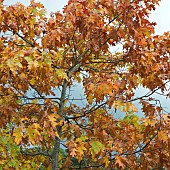 Red Oak tree with stunning colour in Autumn