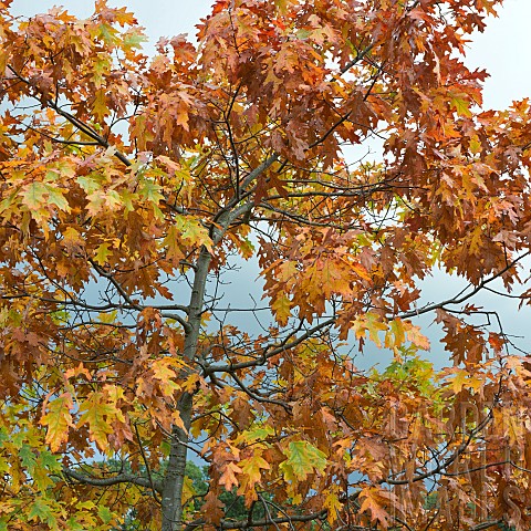 Red_Oak_tree_with_stunning_colour_in_Autumn
