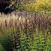 Stunning borders in autumn from ornamental grasses and perennials seed heads and leaf colour