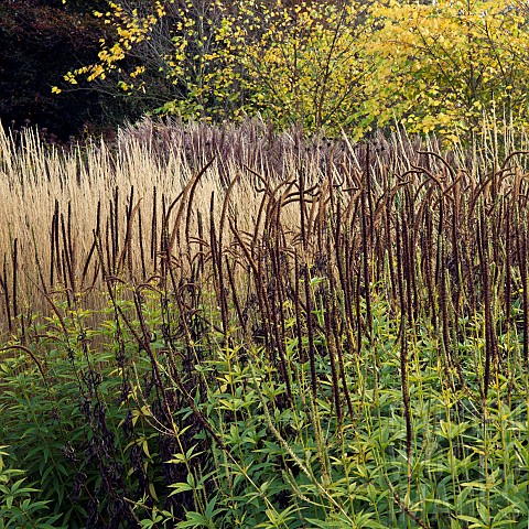 Stunning_borders_in_autumn_from_ornamental_grasses_and_perennials_seed_heads_and_leaf_colour