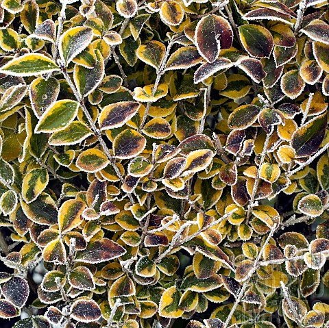 Euonymus_leaves_frosted_in_winter