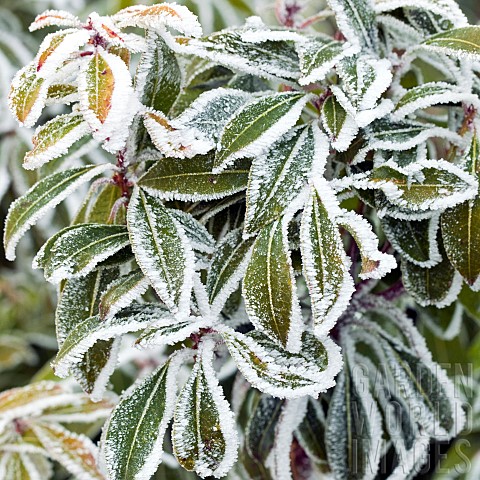 Euphorbia_leaves_frosted_in_winter
