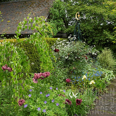 Border_of_herbaceous_perennials_mature_shrubs_and_trees