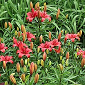 Lilium Asiatic Red Carpet red Lily