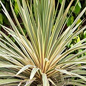 Cordyline australis Torbay Dazzler Cabbage Palm  Cabbage Tree