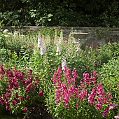 Colour combination of pink and purple Penstemons and paler pink Delphiniums