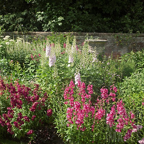 Colour_combination_of_pink_and_purple_Penstemons_and_paler_pink_Delphiniums