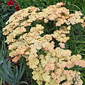 Achillea millefolium Apfelblüte Yarrow creamy/pink flowerheads at Wollerton Old Hall (NGS) Market Drayton in Shropshire early midsummer July