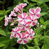 Phlox Peppermint Twist pink and white candy striped flowerheads