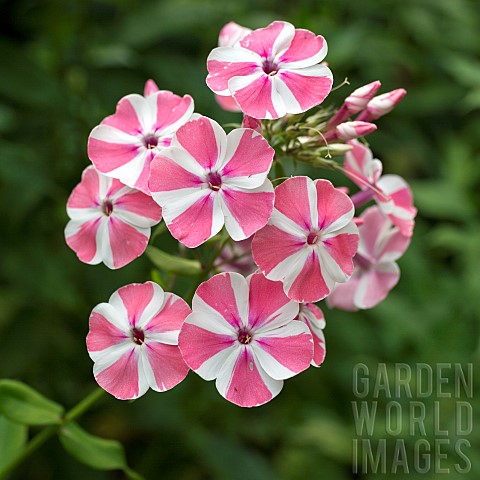 Phlox_Peppermint_Twist_pink_and_white_candy_striped_flowerheads