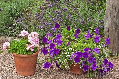 Terracotta_pots_with_colour_coordination_lilac_purtunia_and_pale_pink_pelargonium