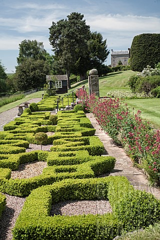 Box_hedging_Buxus_sempervirens