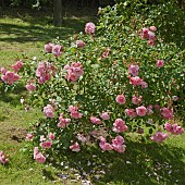 Bush of pale pink roses planted in lawn