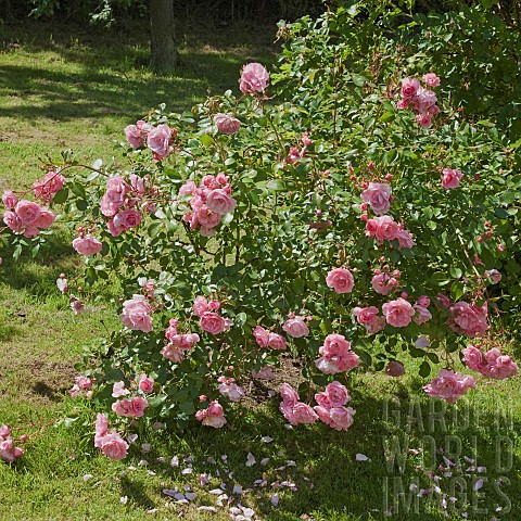 Bush_of_pale_pink_roses_planted_in_lawn