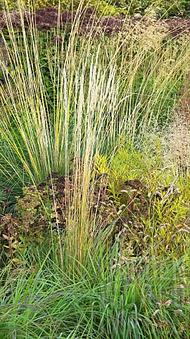 Stunning_explosion_of_Autumn_mixed_border_of_Perennials_and_Ornamental_Grasses