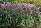 Miscanthus Sinensis Malepartus Chinese silver Grass