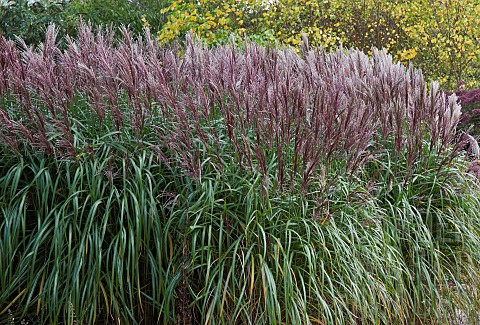 Miscanthus_Sinensis_Malepartus_Chinese_silver_Grass