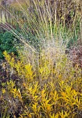 Stunning explosion of Autumn colour mixed borders Perennials and Ornamental grasses