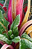 Frosted red swiss chard