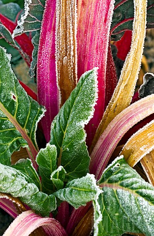 Frosted_red_swiss_chard