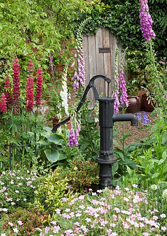 Country_cottage_garden_with_Lupins_Foxgloves_Gereaniums_and_Hosta