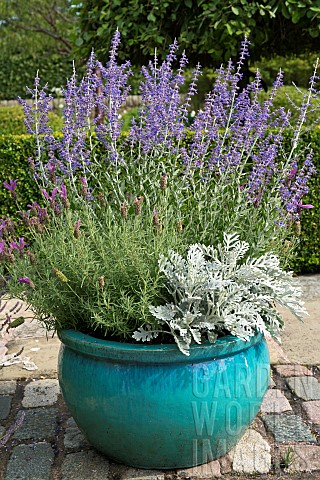 Lavender_French_Lavandula_stoechas_planted_with_Lavandula_angustifolia_English_lavender