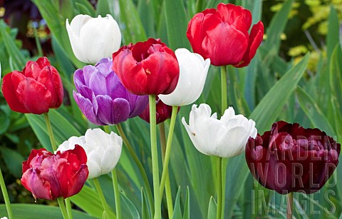 Tulips_Red_White_Purple_and_Burgundy