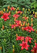 Lilium Asiatic Red Carpet Red Lily