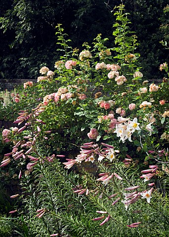 Border_combination_of_fragrant_climbing_roses_and_Lilium_regale