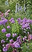 Phlox Amethyst fragrant violet flowers